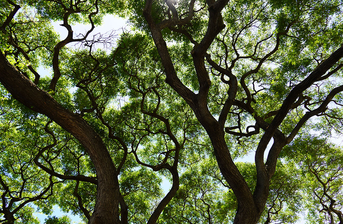 Lush trees surrounding the Early Achievers campus, providing a natural and serene environment for early childhood learning and play.